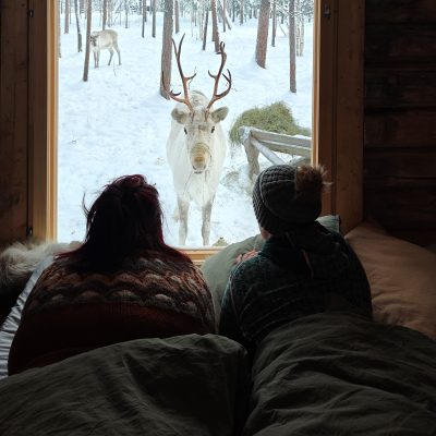 The Kentura Reindeer Farm Two young people inside the cabin, looking out the window at a reindeer staring directly at them. In the background, a snowy landscape can be seen
