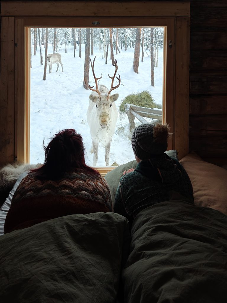 The Kentura Reindeer Farm Two young people inside the cabin, looking out the window at a reindeer staring directly at them. In the background, a snowy landscape can be seen