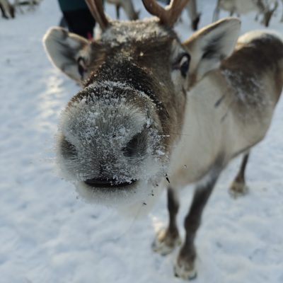 A curious reindeer with its nose very close to the camera, giving a close-up view of its face. Book the Meet&Feed experience now!
