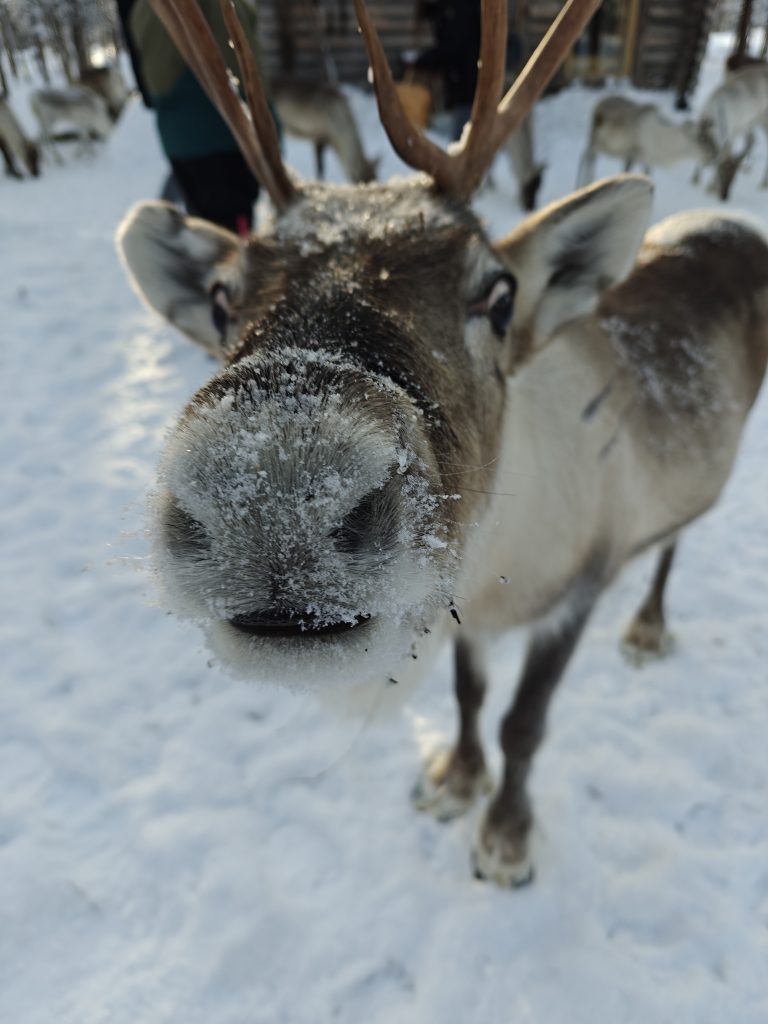 A curious reindeer with its nose very close to the camera, giving a close-up view of its face.