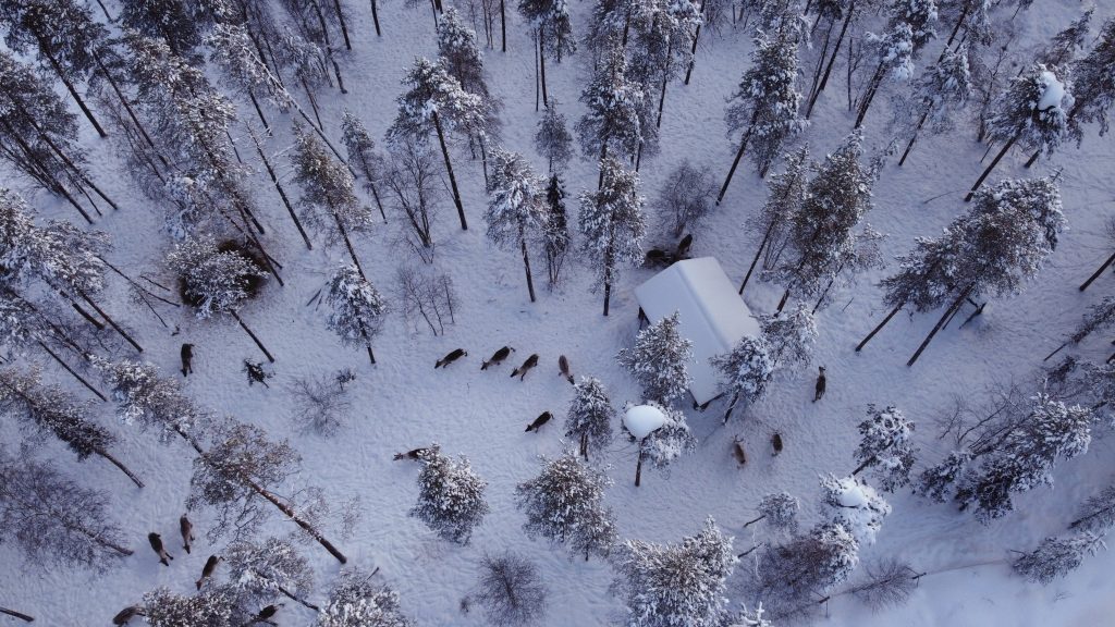 The Kentura Reindeer Farm Aerial footage of a reindeer farm with a snowy reindeer enclosure and the Kentura cabin in view. Reindeer walk peacefully around the yard, eating. The landscape is pine forest with a heavy covering of snow.