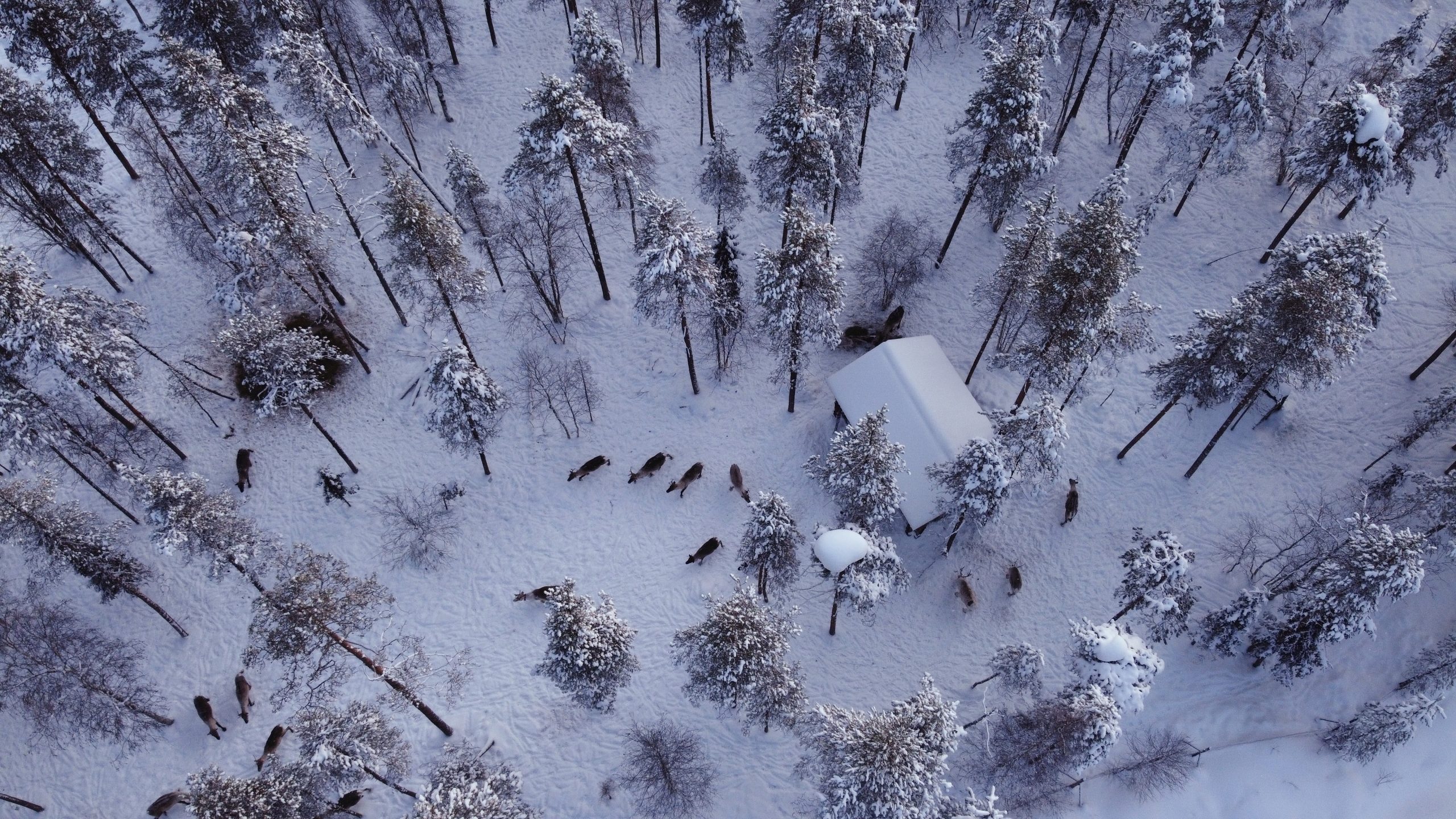The Kentura Reindeer Farm Aerial footage of a reindeer farm with a snowy reindeer enclosure and the Kentura cabin in view. Reindeer walk peacefully around the yard, eating. The landscape is pine forest with a heavy covering of snow.