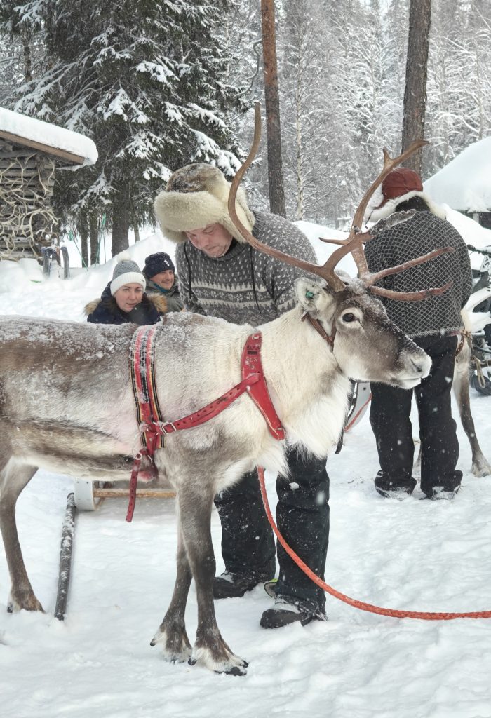 The Kentura Reindeer Farm A reindeer herder harnessing a reindeer to a sled, preparing to take guests on a reindeer sleigh ride.