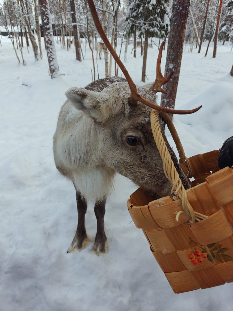 A reindeer eating lichen from a wooden basket. Lichen is a delicacy for reindeer.