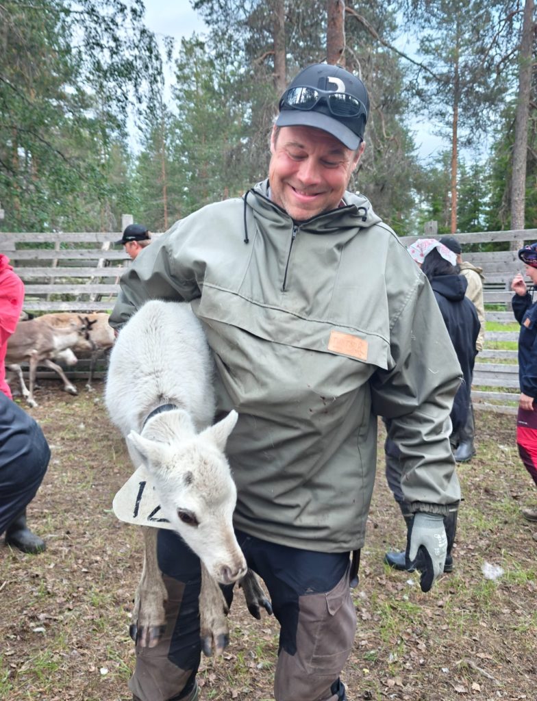 The owner of the Kentura Reindeer Farm In a reindeer sorting pen, a reindeer herder is holding a cute young reindeer calf in his arms, smiling. In the background, other herders are working on sorting the reindeer.