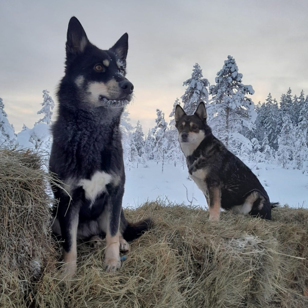 The Kentura Reindeer Farm Two Lapland reindeer herding dogs sitting on top of hay bales, gazing into the distance. In the background, a snowy winter landscape during the polar night.