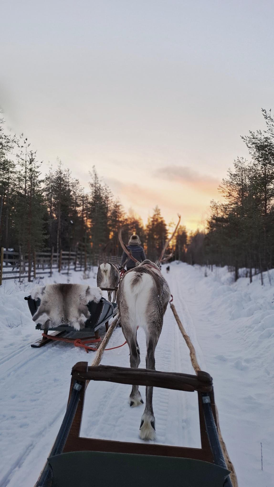 Reindeer Sleigh Ride